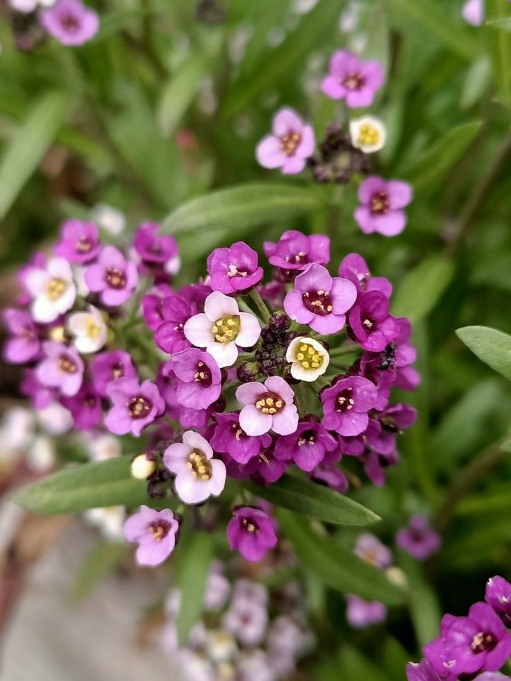 this picture contains a pink Alyssum 