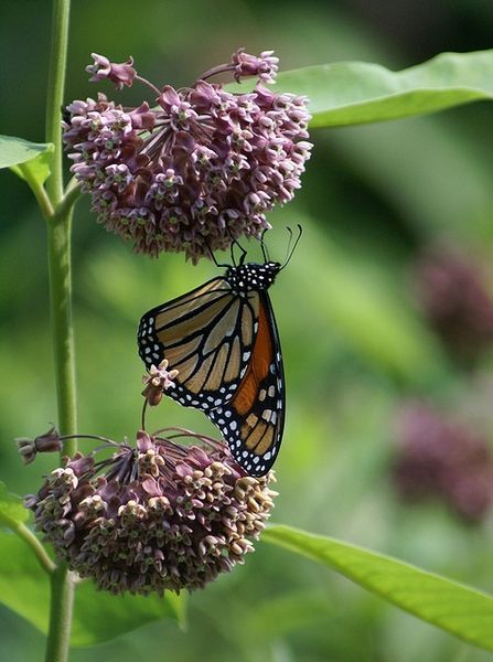 this picture contains a Milkweed (Asclepias)