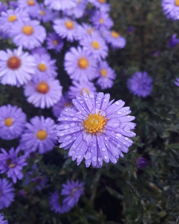 this picture contains a purple Aster flower