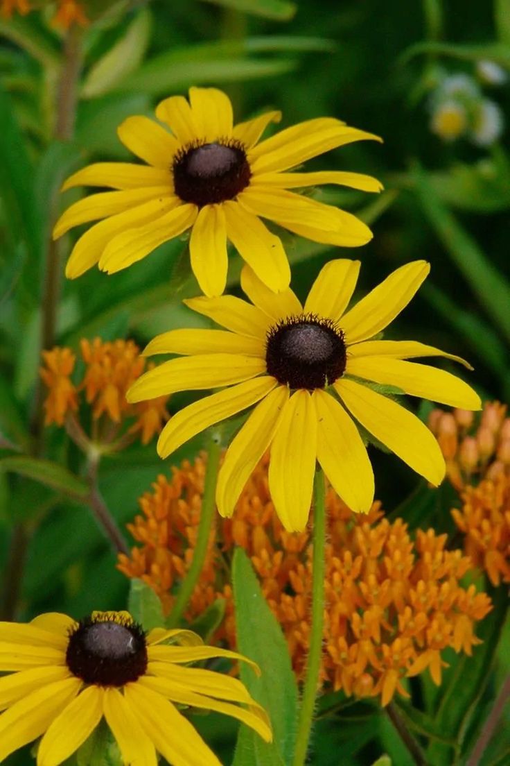 tthis picture contains a Black-eyed Susan (Rudbeckia)