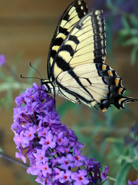 this picture contains a Butterfly Bush ( purple Buddleja) 