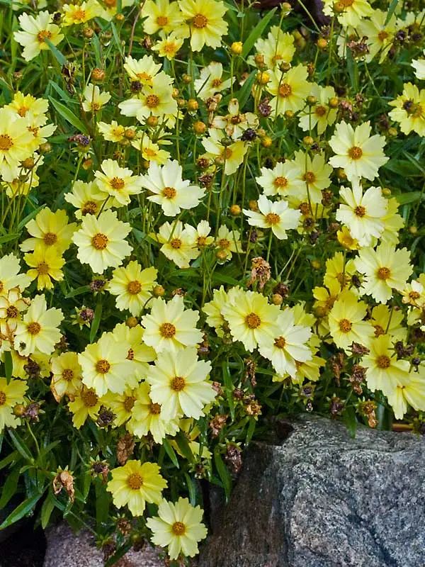 this picture contains a yellow coreopsis