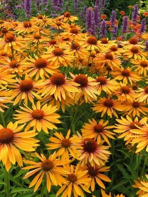 this picture contains a Coneflower ( yellow Echinacea)