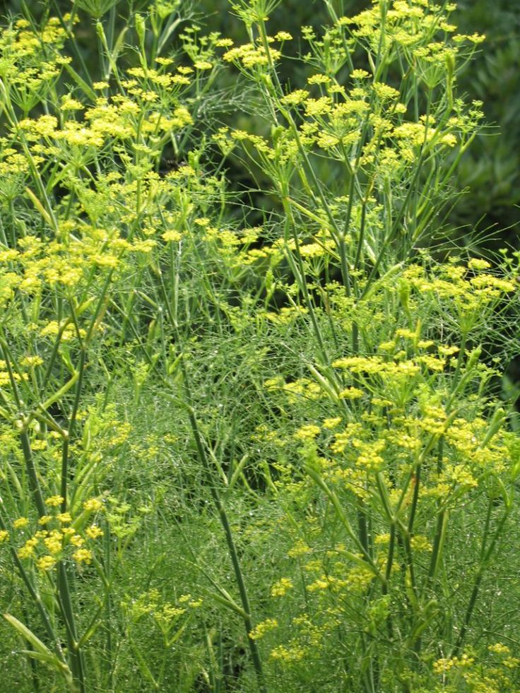 this picture contains a Fennel - Foeniculum vulgare