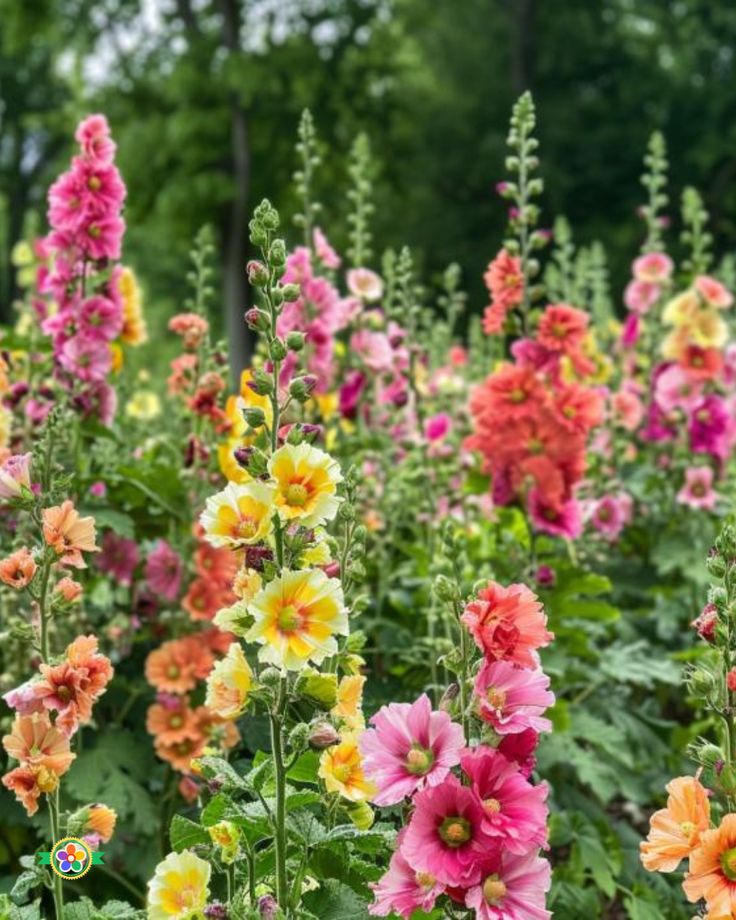 this picture contains different colours of hollyhocks in a garden