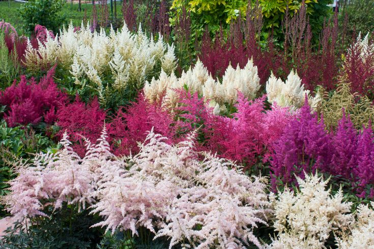 this picture contains a multi colored Astilbe