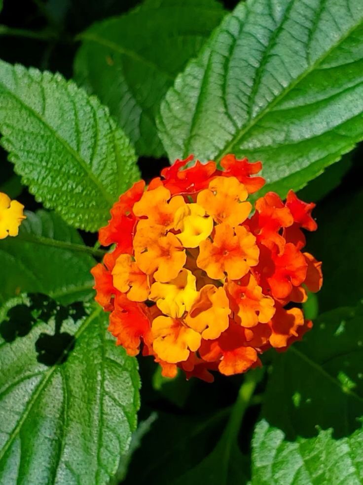 this picture contains a lantana