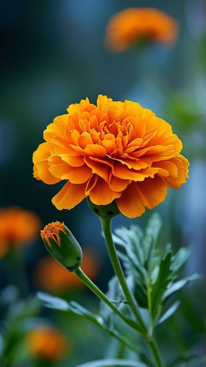 this picture contains a Marigold flower