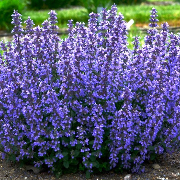 this picture contains a purple Nepeta catsmint 