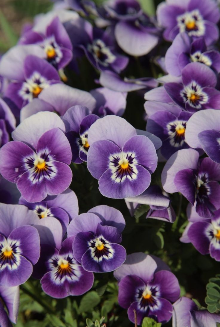 this picture contains a violet pansy