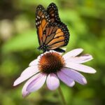 this picture contains a flower with a butterfly on it, out in the garden