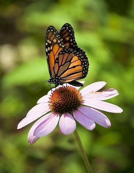 this picture contains a flower with a butterfly on it, out in the garden