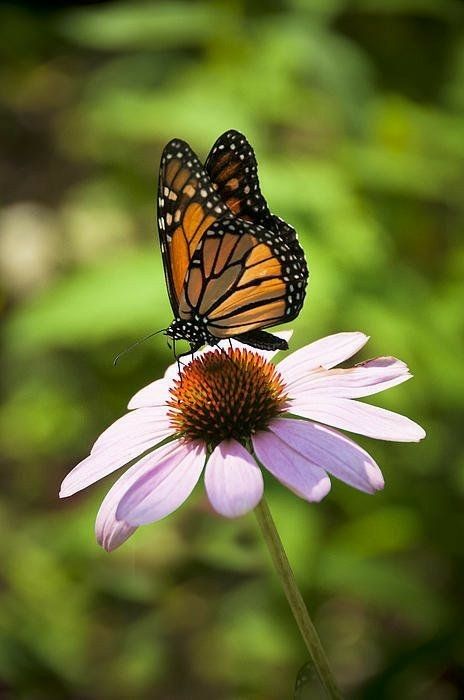 this picture contains a flower with a butterfly on it, out in the garden