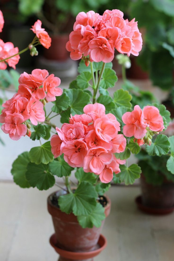 this picture contains a geraniums flower