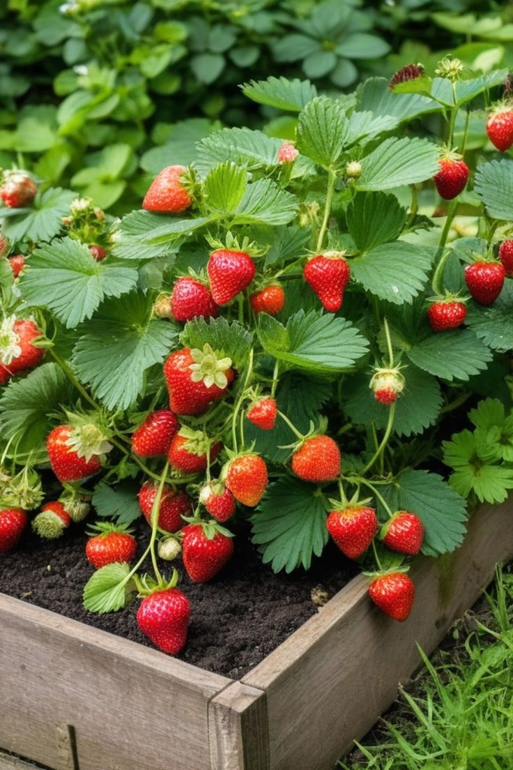 this picture contains a garden full of strawberry