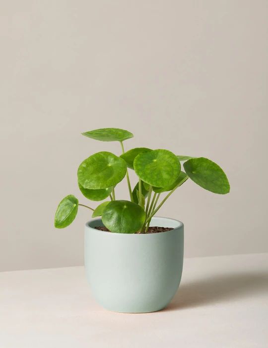 this post contains a Plant for the Home