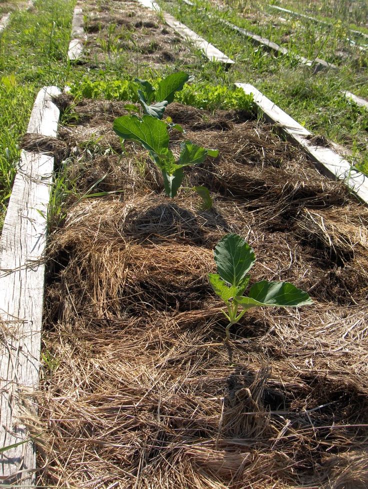 this picture contains a garden that has been mulched