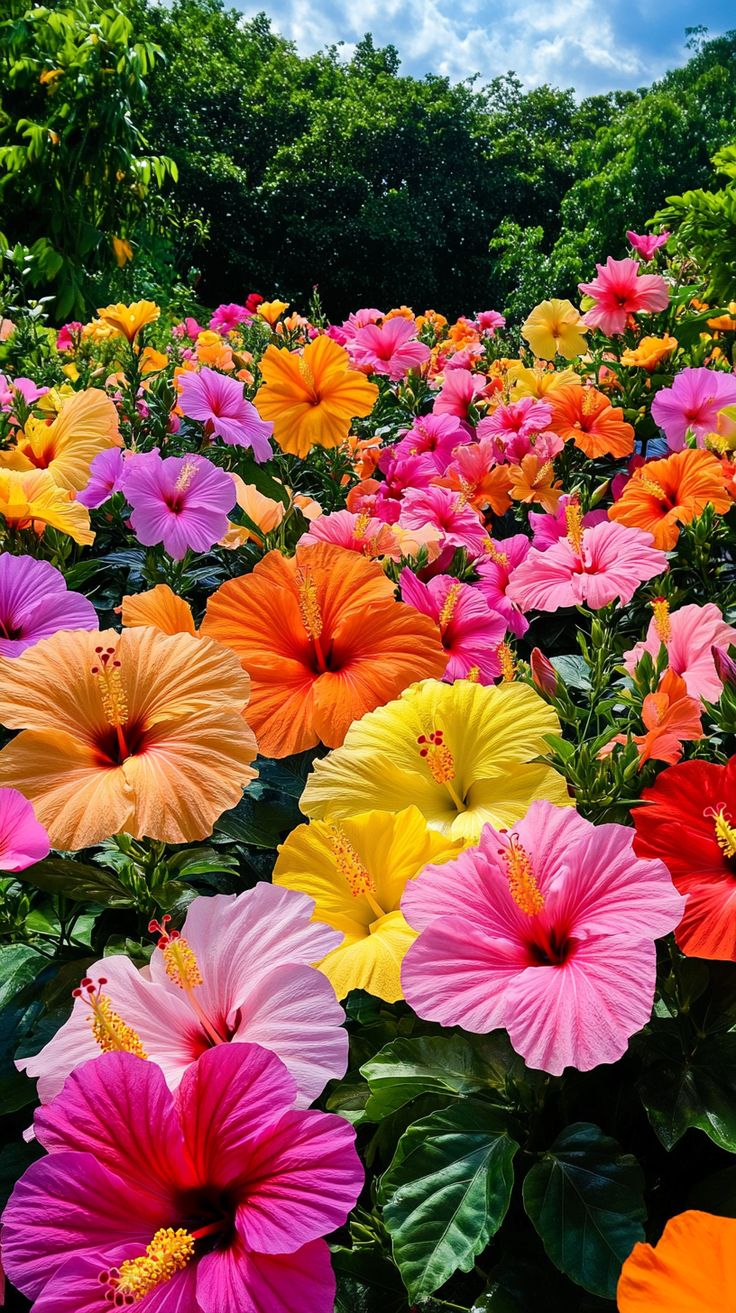 this is a Hibiscus flower