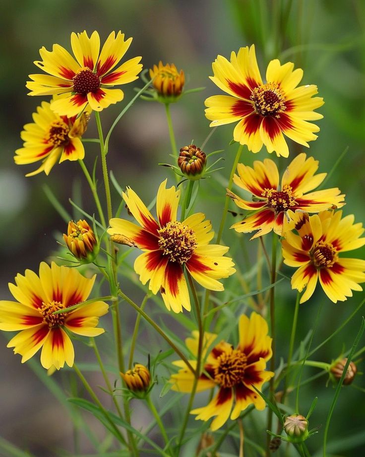 these are  Flowers That Bloom