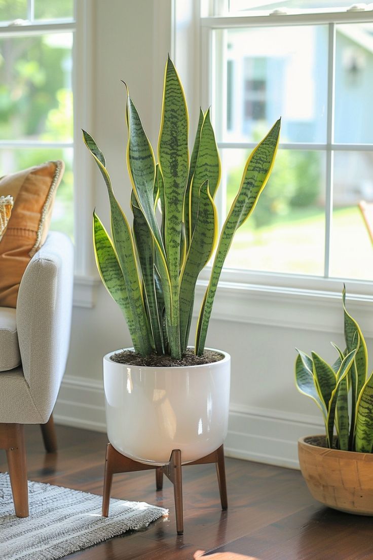 this is a Can't-Kill Houseplants 