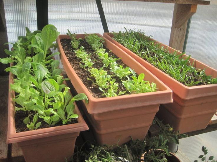 this is a  lettuce garden. Vegetables That Grow in Shade
