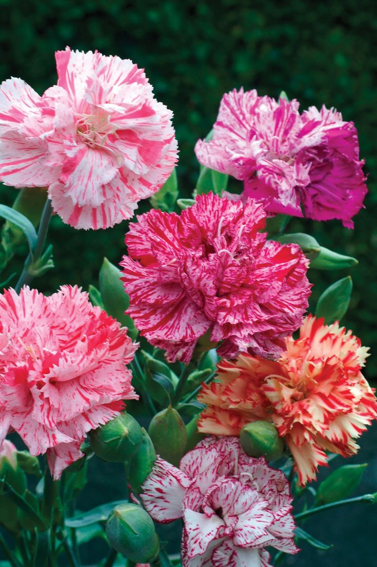 this is a Dianthus flower