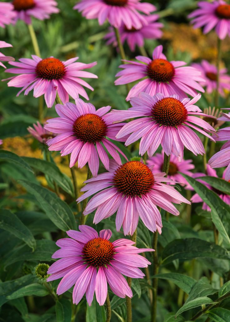 these are  Flowers That Bloom
