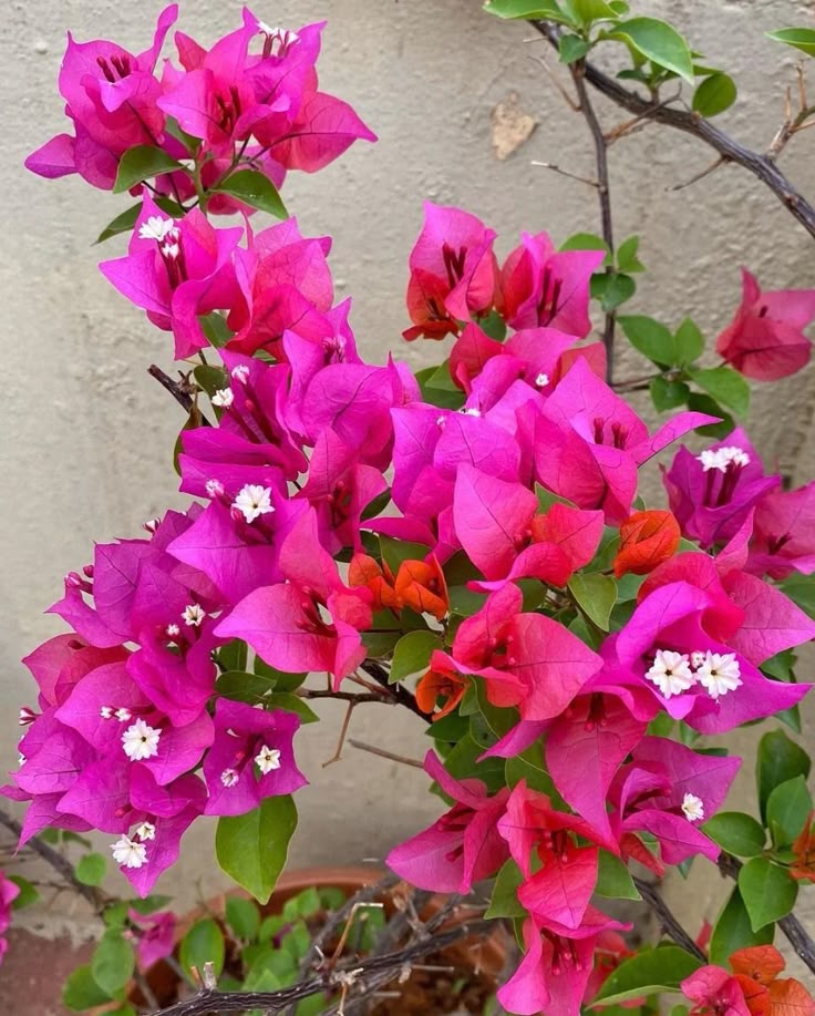 this is a Bougainvillea flower