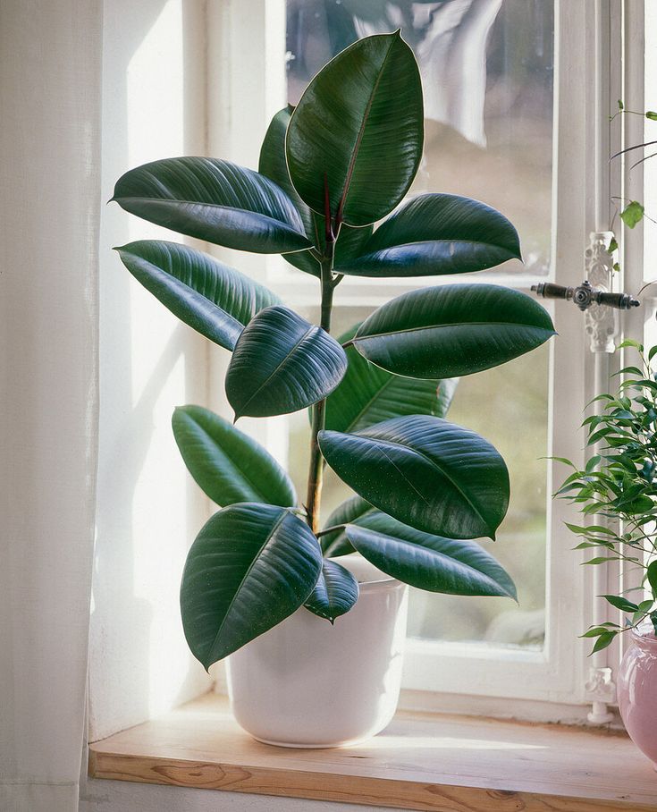 this is a Rubber Plant (Ficus elastica)
