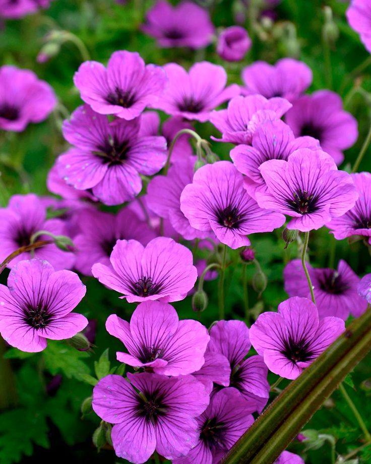 This is Flowers That Bloom, Geranium 