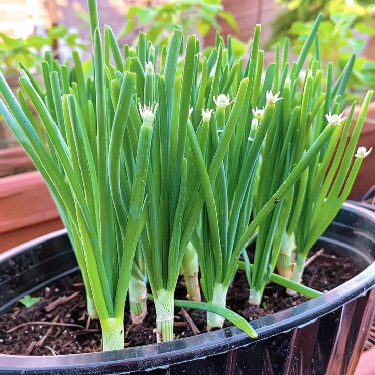 these are  Green Onions