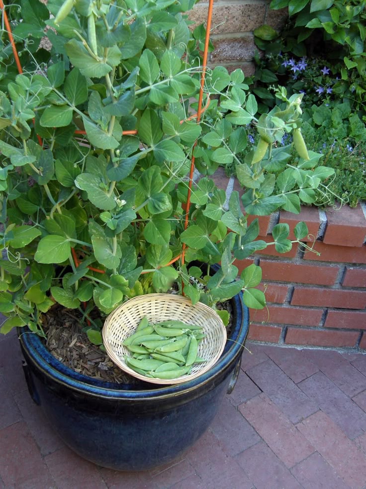these are Peas