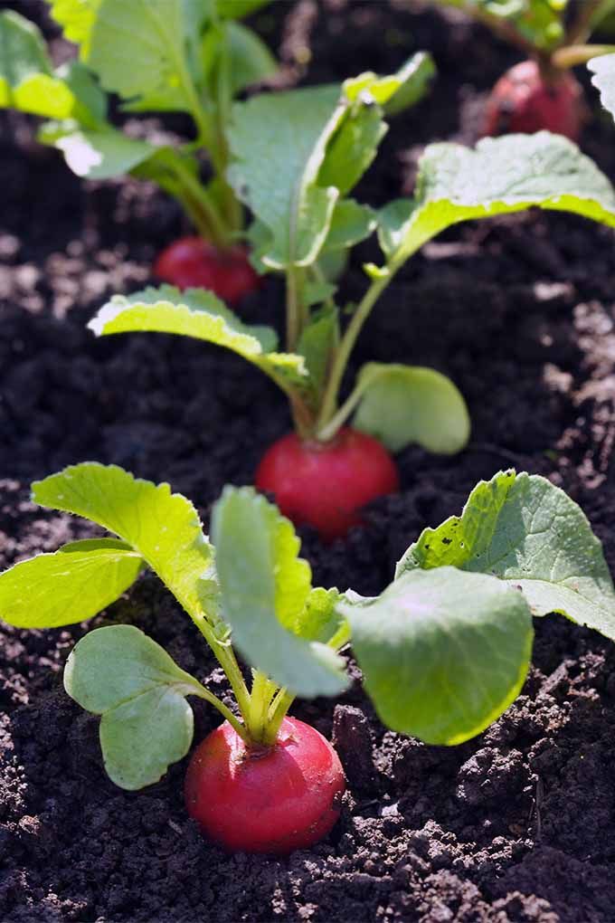 these are Radishes