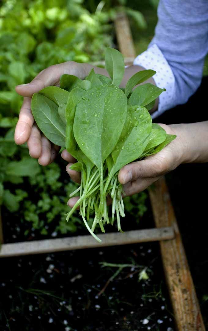 this is a spinach,  Vegetables That Grow in Shade