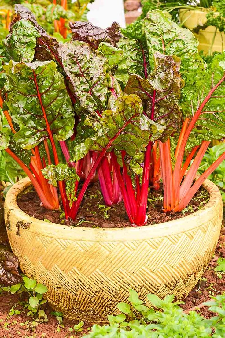 this is a Swiss chard, a Vegetables That Grow in Shade