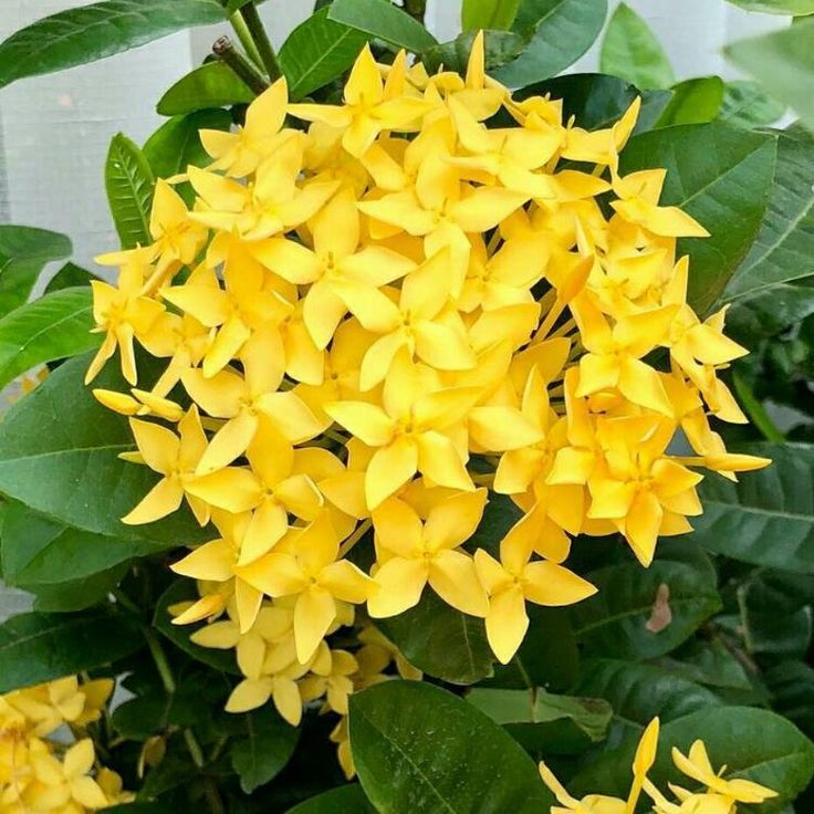 this is a Ixora flower