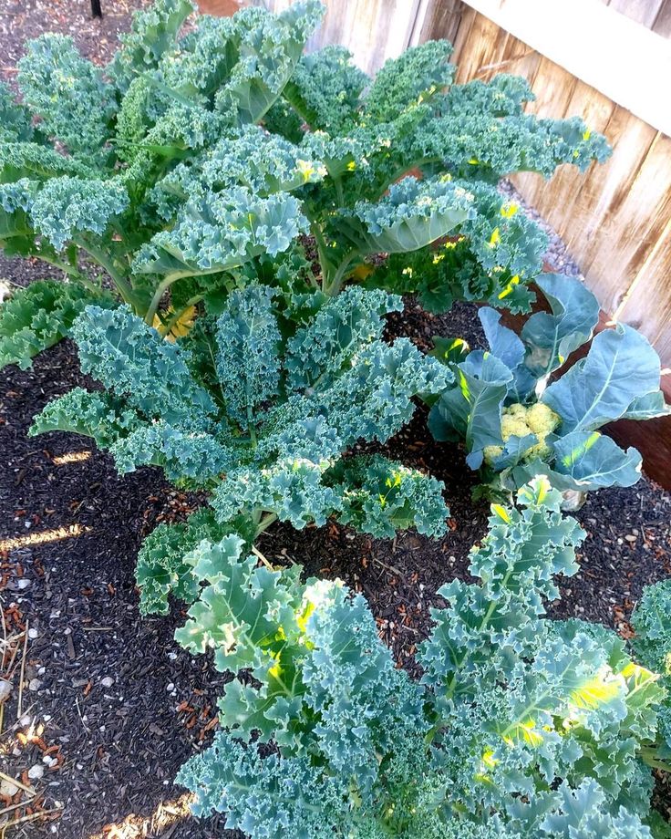 this is a kale, a vegetable that grows in Shade