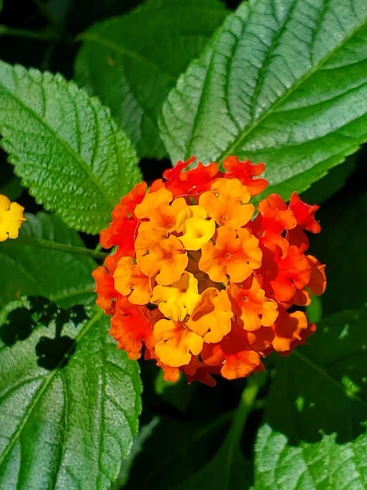 this is a Lantana flower