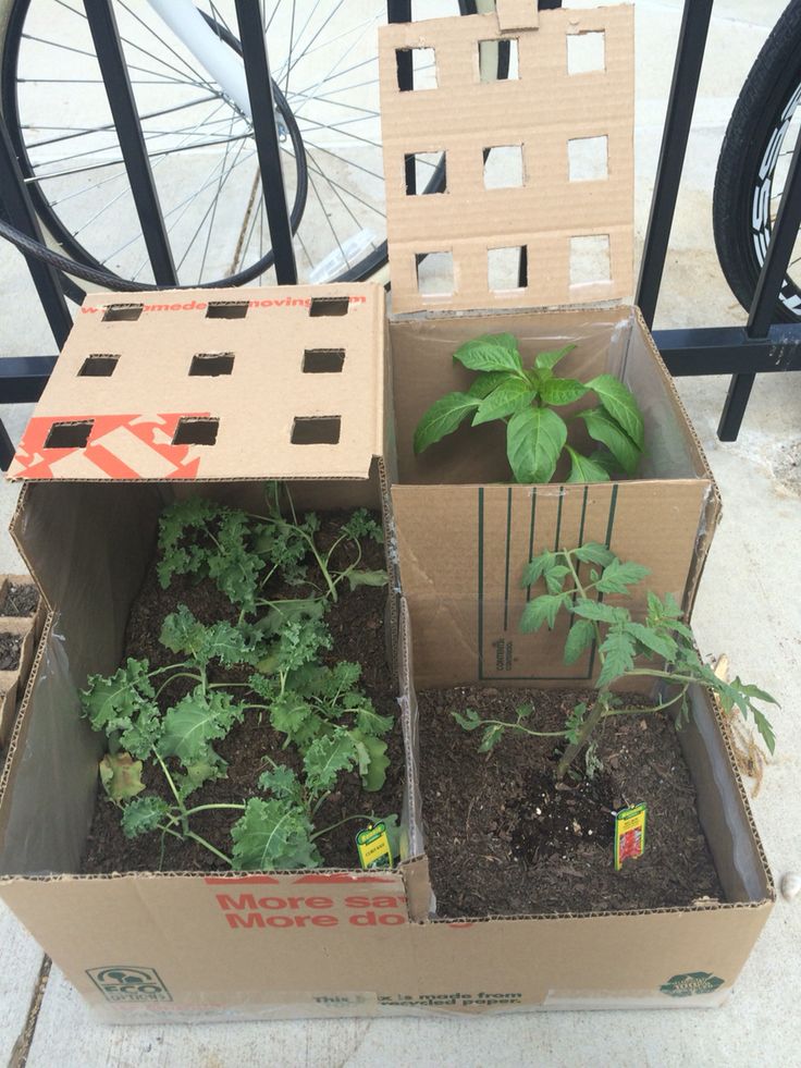 this is a Cardboard Box Garden 