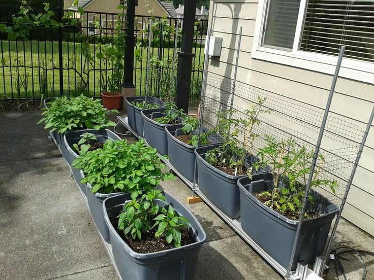 this is a Plastic Storage Totes, a cheap raised bed 