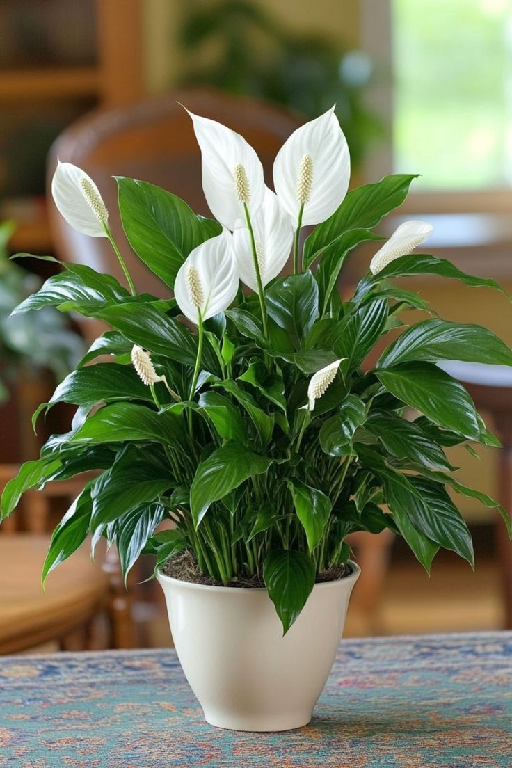 this is a Can't-Kill Houseplants