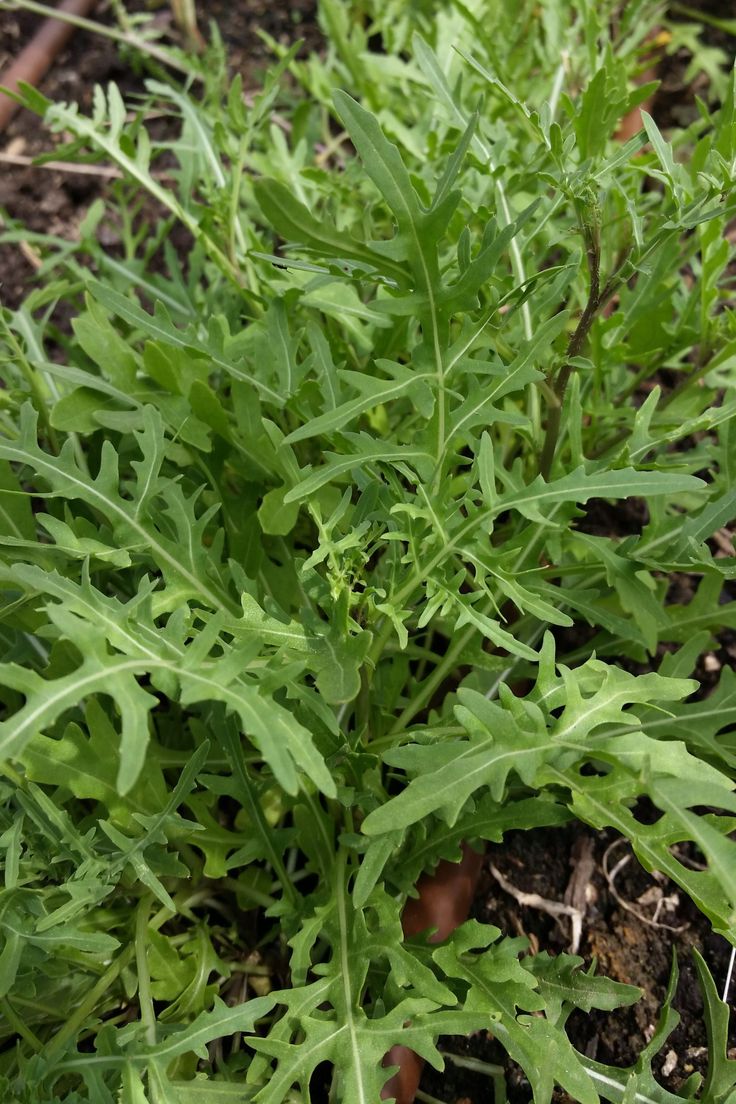 this is a Vegetables That Grow in Shade