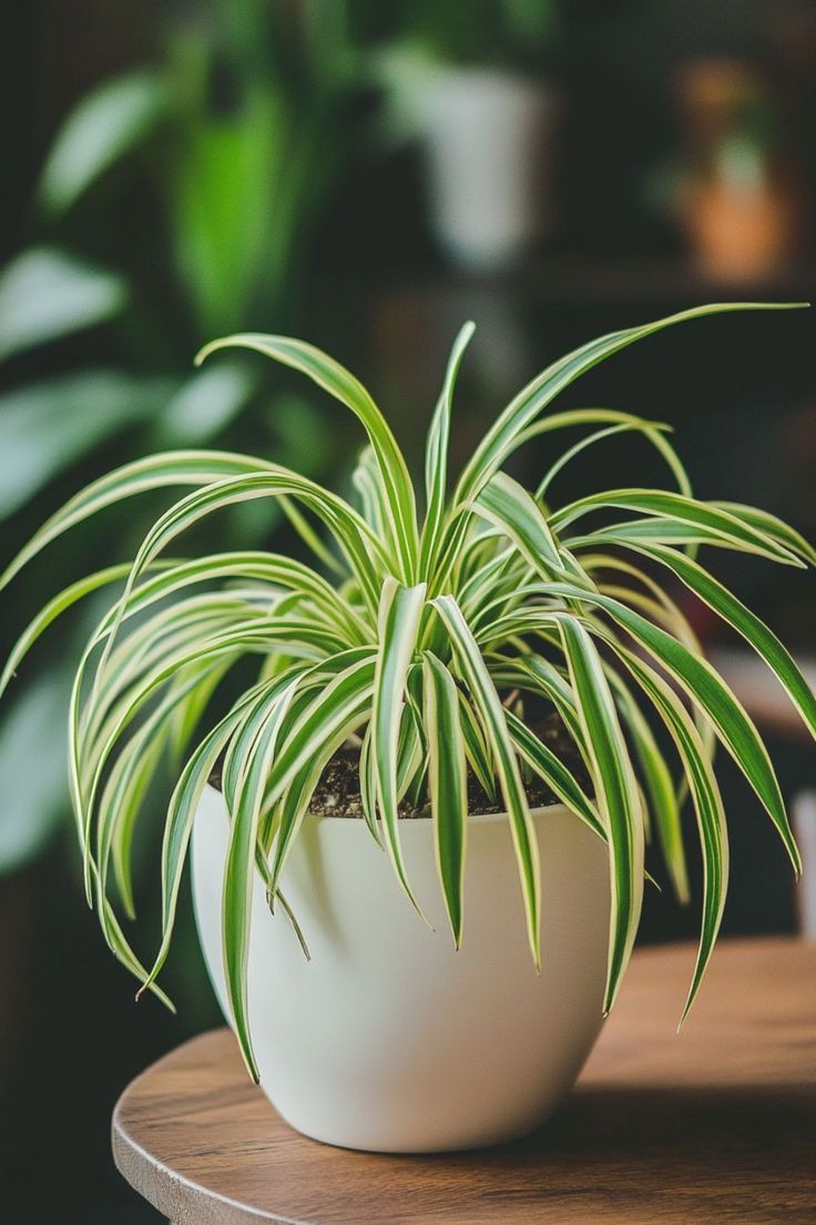 this is a Can't-Kill Houseplants