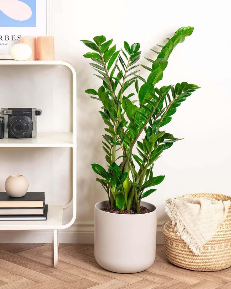 this is a Can't-Kill Houseplants 