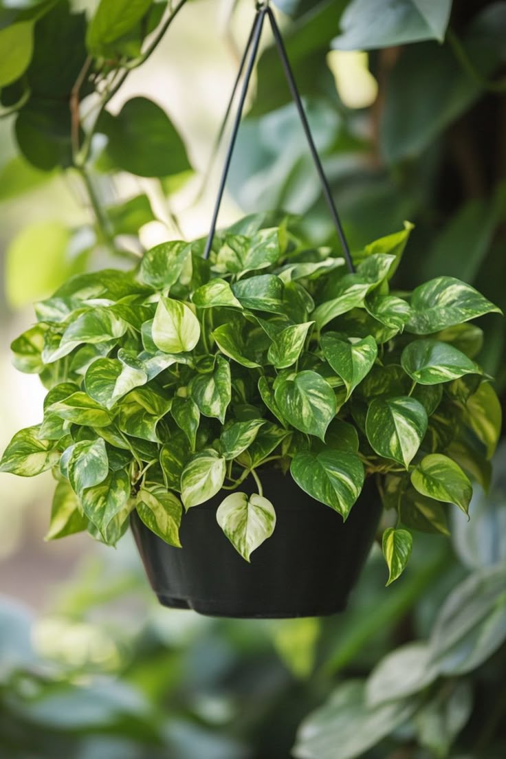 this is a Can't-Kill Houseplants