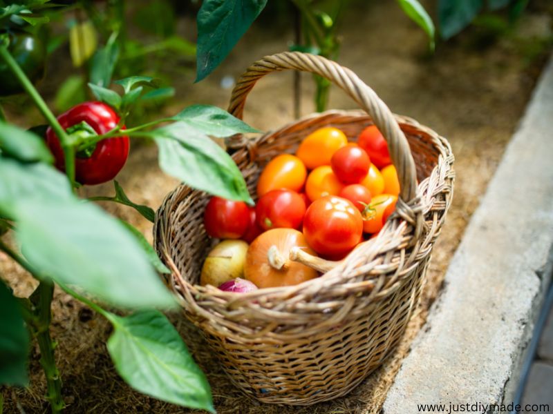 this is a vegetable that grows in shade