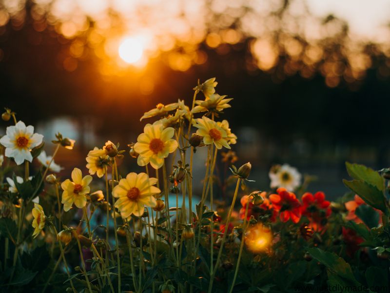 this is a flower that bloom all round