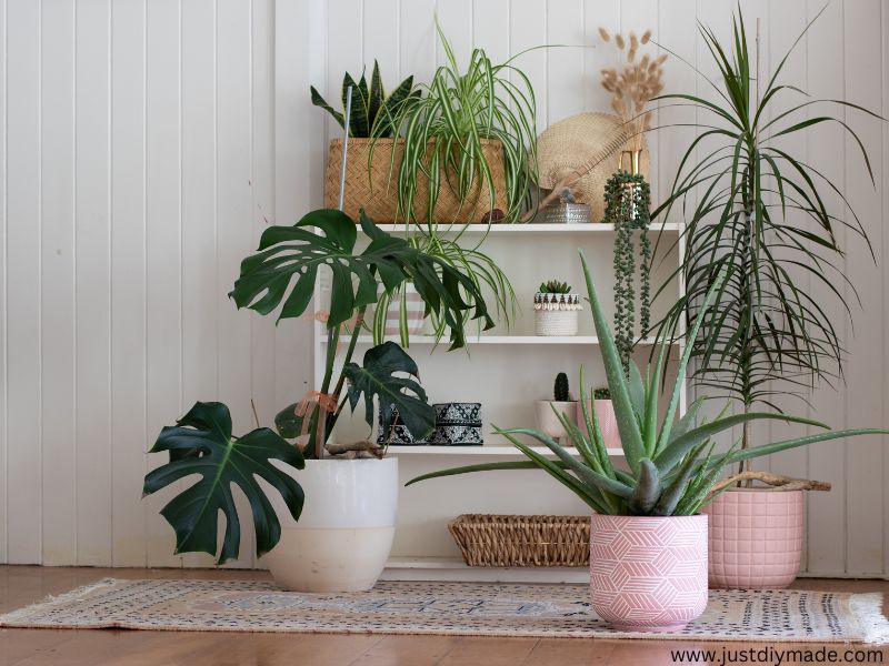 this is a houseplant