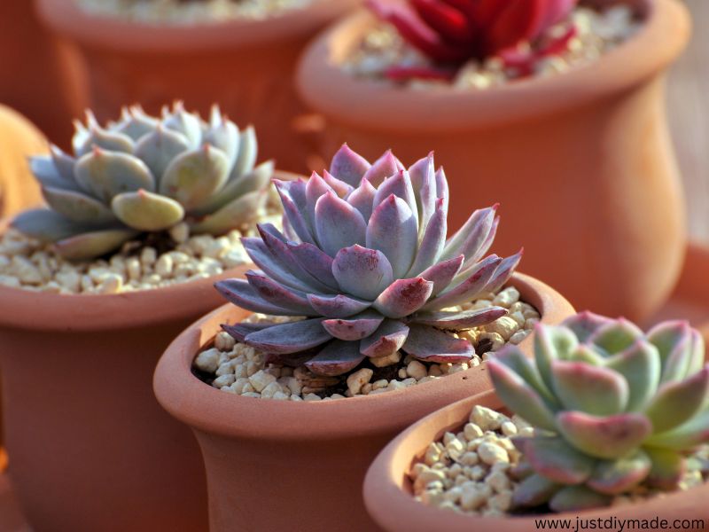 this is a Succulent Arrangements