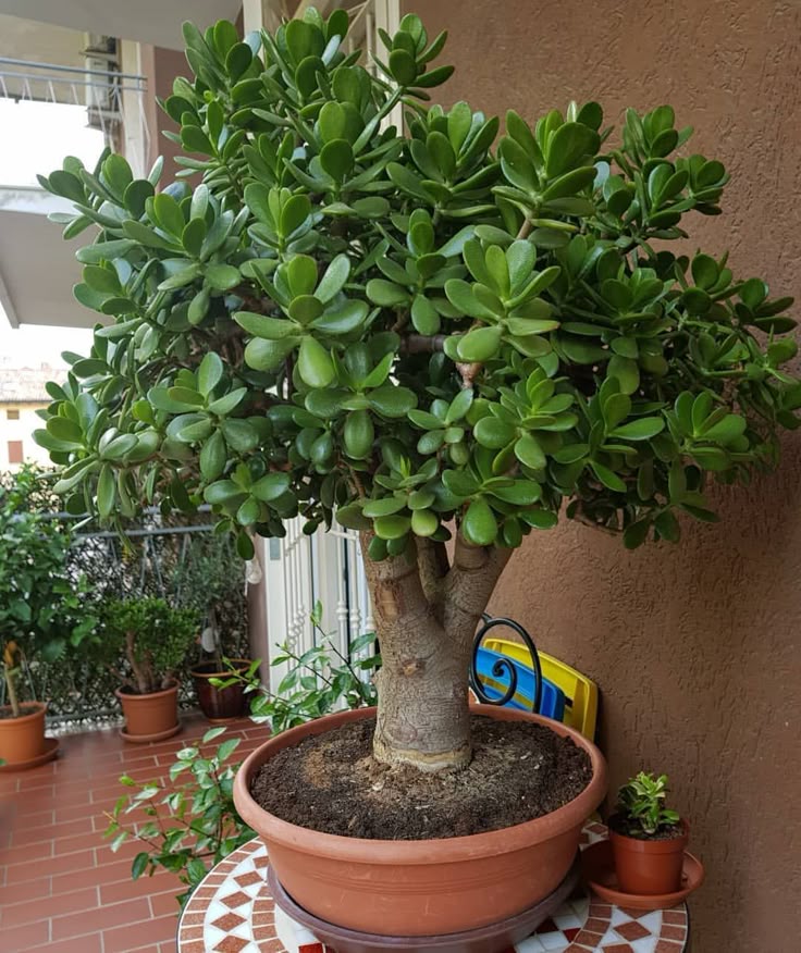 this is a Jade Plant (Crassula ovata)